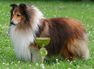 Dt. Ch. Club Waldess vom Rindsberg