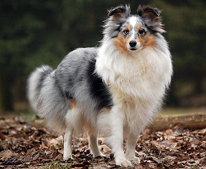 Dt. Ch. Club Xenia-Blue vom Blankenhorn