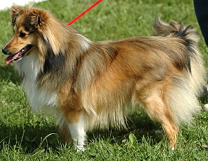 Clubjugendsieger 2006 Dark Alex von der Ahornallee