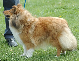 Clubjugendsiegerin 2006 Dark Baffy von der Ahornallee