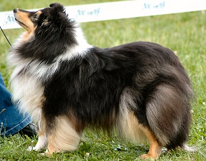 Clubsiegerin 2006 Ch. Little Black WeeWee of Queensland