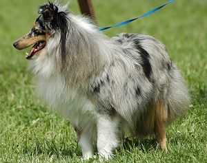 Clubjugendsiegerin 2007 A Touch to Paradise of Albulas Lady