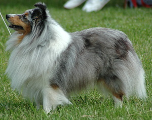 Clubsieger 2007 & Rassebester Ch. Lars vom Rindsberg