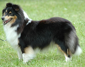 Clubsiegerin 2007 Ch. Anke van�t Lozenbos