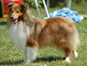 Clubjugendsieger 2008 Eastdale Just A Space Destiny