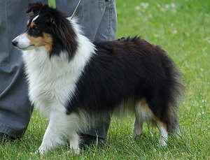 Clubjugendsiegerin 2009 Fee vom Rindsberg