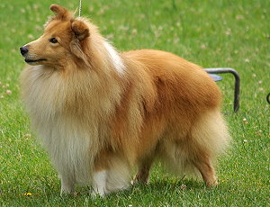 Clubsieger 2009 Ch. Quashee Cheeky Joker