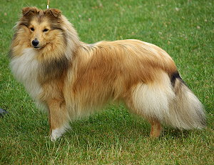 Clubjugendsieger 2009 Sandy from Lady Lucia