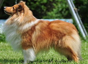 Clubsieger 2010 Ch. Eastdale Just Happy- Friend