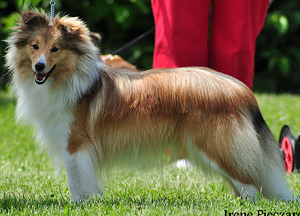 Clubjugendsieger 2010 Lad Logan von Berwangen