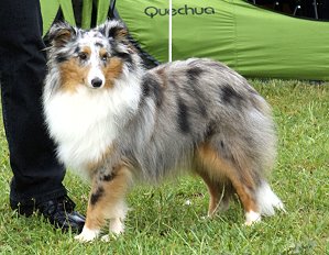 Clubjugendsieger 2012 The Moonlight vom Rindsberg