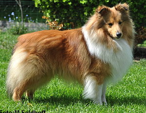 Dt. Ch. Club Eastdale Just Happy Friend