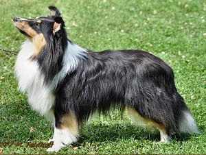 Dt. Ch. Club Proper Dandy of Little Wonderland